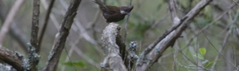 Shows eastern whipbird, Edward Hunter Heritage Bush Reserve