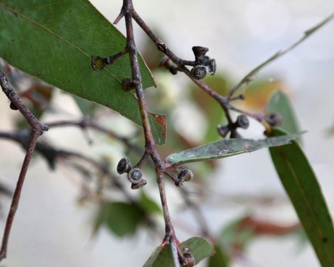 shows cup shaped fruits and waxy red branchlets, eucalyptus conspicua, Gippsland swamp box, Edward Hunter Heritage Bush Reserve