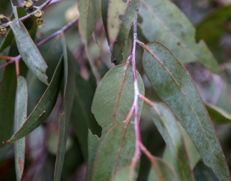 Shows adult leaves, grey-green, of eucalyptus conspicua, Edward Hunter Heritage Bush Reserve