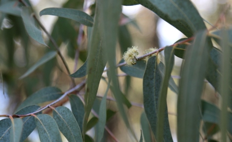 Shows adult leaves, grey-green, and white flowers, of eucalyptus conspicua, Edward Hunter Heritage Bush Reserve