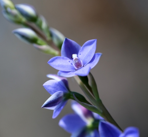 Shows blue Spotted sun orchid, Edward Hunter Heritage Bush Reserve