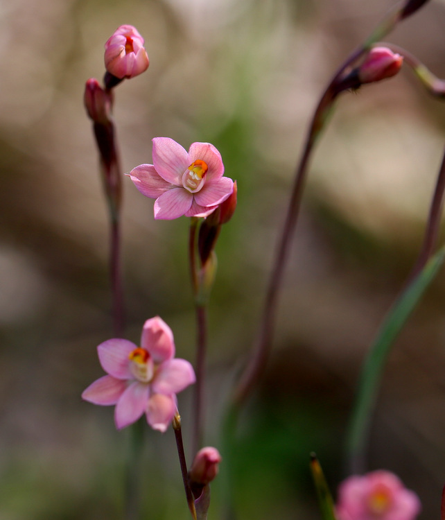 Shows Salmon Sun-orchid, Edward Hunter Heritage Bush Reserve