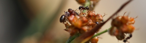 Shows Pheidole major ant collecting seed from Luzula, Edward Hunter Heritage Bush Reserve