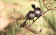 Shows pair of fairy-wrens, Edward Hunter Heritage Bush Reserve