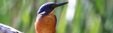 Shows Azure Kingfisher, Edward Hunter Heritage Bush Reserve