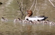 Shows Australian Wood ducklings with parent, Edward Hunter Heritage Bush Reserve