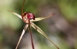 Shows spider orchid, Edward Hunter Heritage Bush Reserve