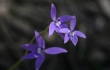 Shows a triple-flowered waxlip orchid, Edward Hunter Heritage Bush Reserve